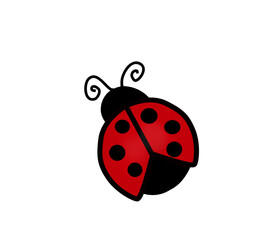 ladybug on white background