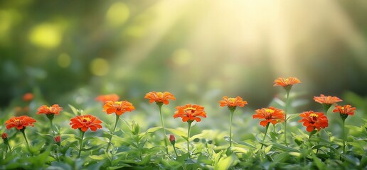 Vibrant orange flowers in a sunlit garden.