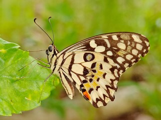 A butterfly perching at the edge of a green leaf