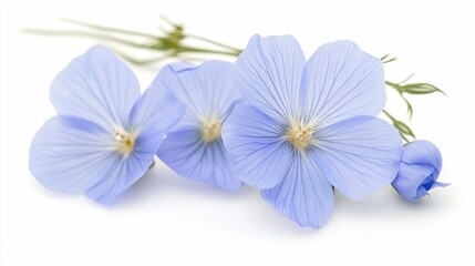 Naklejka premium Three light blue flax flowers with stems and buds isolated on white background.