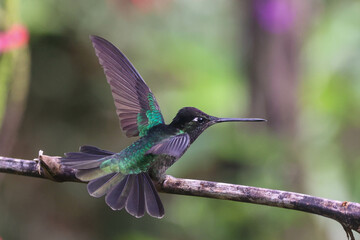 Magnificent Hummingbird (Eugenes fulgens) bird perched on branch