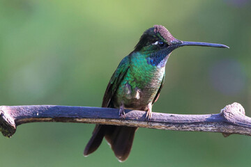 Hummingbird rests on a branch in morning light