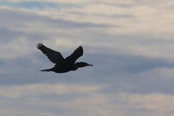Cormorant Silhouette Against a Cloudy Sky in Flight