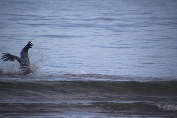 Fototapeta premium Pelican Landing Gear Down Big Splash Entry