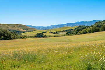 Fototapeta premium Vibrant wildflowers bloom in a vast, rolling meadow under a clear blue sky, backed by distant mountains.