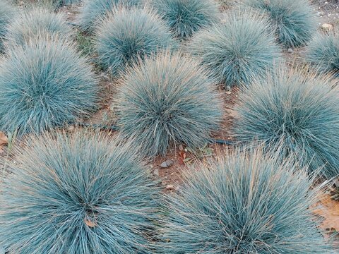 Festuca glauca blue oat grass garden decoration. Blue Fescue spiky leaves. Powder blue grass background. Ornamental grass 'Elijah Blue' - soft festuca ovina, ball fescue. Close-up.
