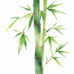 Bamboo Watercolor Illustration