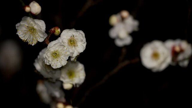 Tokyo, Japan - February 16, 2025:  Blossoms and white ume or Japanese apricot in the night