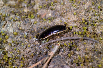 Cockroach, Loboptera decipiens. Lake Baratz. Sardinia. Italy
