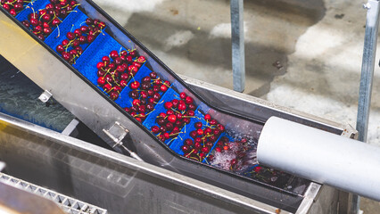 Premium quality cherries of central otago new zealand being processed at a packing shed processing...
