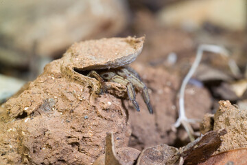 Nemesia sp. cfr N. maculatipes. trapdoor spider