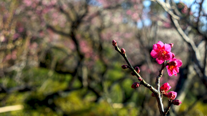 紅梅の花