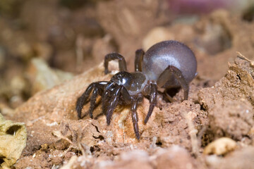 Cteniza sauvagesii. Trap door spider