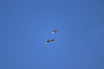 Two birds soar through a cloudless blue sky, illustrating freedom, peace, and natural flight in a serene atmosphere. Perfect imagery for themes of exploration, tranquility, and nature's beauty.