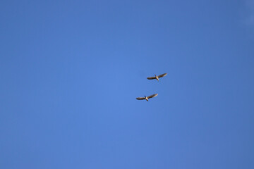 Two birds soar through a cloudless blue sky, illustrating freedom, peace, and natural flight in a serene atmosphere. Perfect imagery for themes of exploration, tranquility, and nature's beauty.