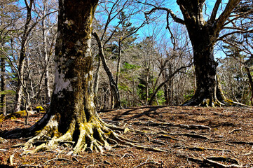 道志山塊の御正体山 御正体山南尾根のブナ大木