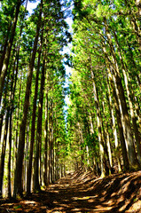 道志山塊の御正体山　白井平コースの御正体林道の杉林
