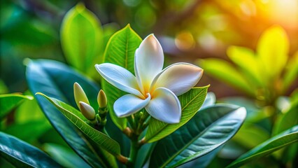 Obraz premium Long Exposure Tiare Tahiti Flower Bud in Serene Tropical Garden - Ethereal Gardenia Taitensis Bloom