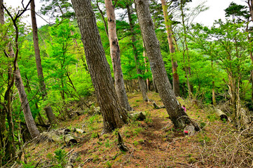 丹沢の袖平山　袖平山北尾根の標高944ｍ地点
