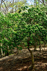丹沢の袖平山　春の袖平山北尾根　尾根道を彩るアセビの木
