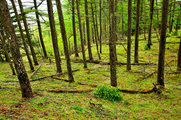 丹沢の袖平山山頂の新緑の唐松林
