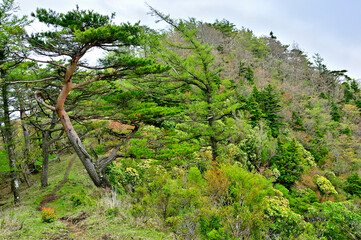 丹沢の袖平山　姫次へ向かう新緑の山道　東海自然歩道
