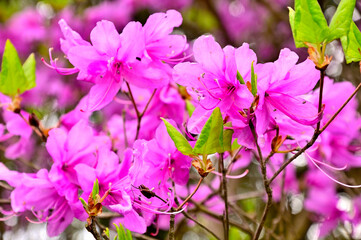 丹沢の姫次　ミツバツツジの花
