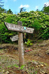 丹沢　春の姫次展望台　満開のアセビ咲く丹沢主脈の道
