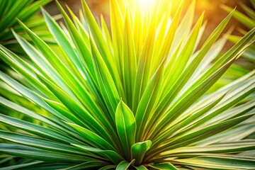 Lush Spring Yucca Plant Overhead View - Vibrant Green Foliage