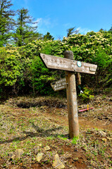 丹沢　春の姫次展望台　満開のアセビ咲く丹沢主脈の道
