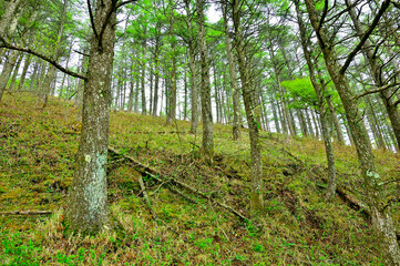 丹沢の八丁坂ノ頭　新緑のカラマツ林
