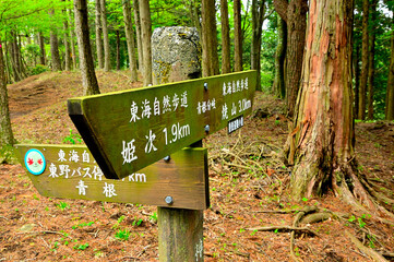 春の丹沢主脈の縦走路　黍殻山の青根分岐　東海自然歩道
