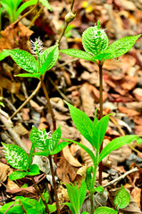 丹沢の黍殻山　ヒトリシズカ
