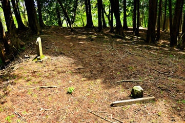 丹沢の焼山山頂　森の頂
