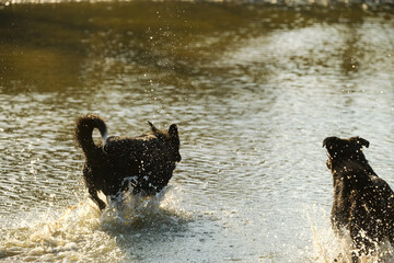Black dogs playing in shallow water, having fun and being active.