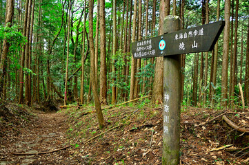 春の丹沢主脈の縦走路　新緑の頃の焼山の道　東海自然歩道
