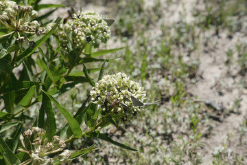 Antelope horn milkweed plant in Texas spring season with bees.