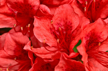 御坂山地の大石峠　真赤なヤマツツジの花
