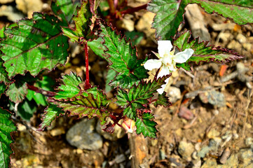 御坂山地の中藤山　ニガイチゴ
