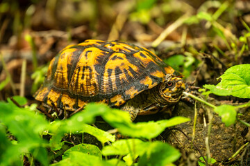 Yellow Shell of Eastern Box Turtle in Shenandoah