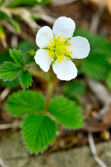 御坂山地の中藤山　シロバナノヘビイチゴ
