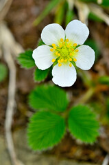 御坂山地の中藤山　シロバナノヘビイチゴ
