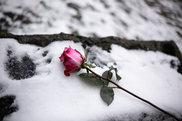 Kinderhand und Rose im Schnee
