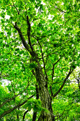 御坂山地の破風山　新緑のミズナラの森
