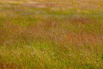 Grass in the wind background, summer, England, UK