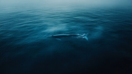 Fototapeta premium Majestic Blue Whale Swimming Freely in the Deep Blue Ocean Waterscape