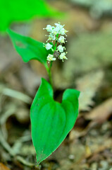 御坂山地の釈迦ヶ岳　マイヅルソウ
