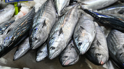 Bonito in the fish market, panning video. Fresh fish for sale.