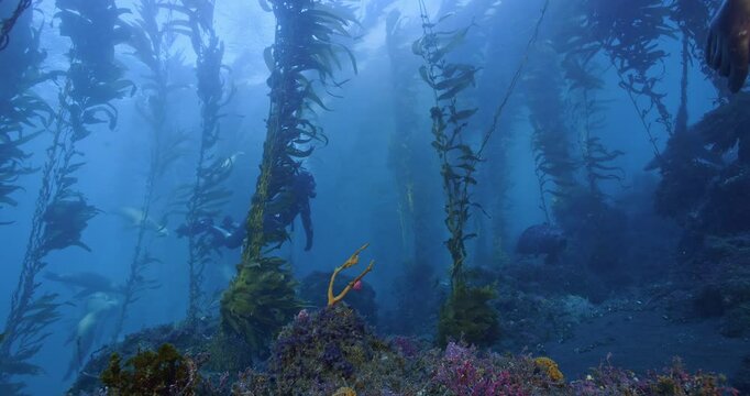 Harbor seals and sea lions with scuba diver in kelp bed.