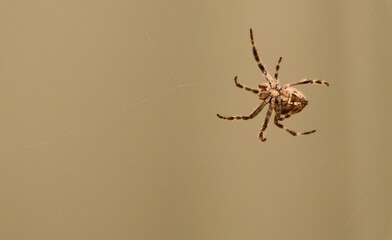 A spider is skillfully spinning its web in a serene natural environment, showcasing the delicate thread against a softly lit background during the evening hours